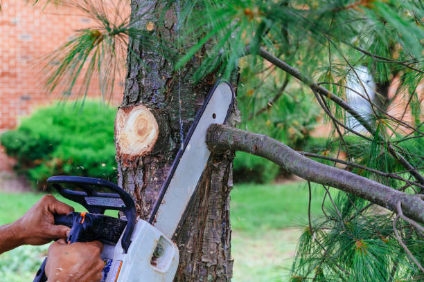 Best Tree Removal Cost  in Skidway Lake, MI